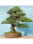 Bodur Sarıçam Bonzai Ağacı Tohumu 5'li 2