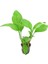 Anubias Heterophylla L Saksı Canlı Bitki 1