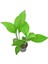 Anubias Heterophylla L Saksı Canlı Bitki 2