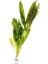 Aponogeton Crispus Saksı Canlı Bitki 1