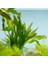 Aponogeton Crispus Saksı Canlı Bitki 2
