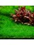 Eleocharis Parvula Mini In Vitro Canlı Bitki 2