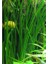 Vallisneria Nana 'saz' Saksı Canlı Bitki 2
