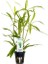 Hygrophila Salicifolia Saksı Canlı Bitki 1