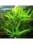 Hygrophila Salicifolia Saksı Canlı Bitki 2