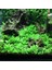 Staurogyne Repens Cup In Vitro Canlı Bitki 4