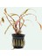 Hygrophila Pinnatifida Saksı Canlı Bitki 2