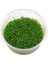 Hemianthus Callitrichoides Cuba In Vitro Canlı Bitki 1
