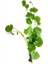 Hydrocotyle Leucocephala Saksı Canlı Bitki 1