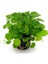 Hydrocotyle Leucocephala Saksı Canlı Bitki 2