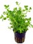 Rotala Sp Green Saksı Canlı Bitki 1