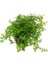 Rotala Sp Green Saksı Canlı Bitki 2