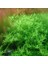Rotala Sp Green Saksı Canlı Bitki 3