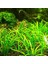 Sagittaria Subulata In Vitro Canlı Bitki 2