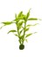 Dracaena Sanderiana Saksı Canlı Bitki 1