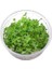 Ranunculus Inundatus Cup In Vitro Canlı Bitki 1
