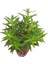 Limnophila Aromatica Saksı Canlı Bitki 1