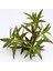 Limnophila Aromatica Saksı Canlı Bitki 3