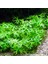 Ranunculus Inundatus Saksı Canlı Bitki 2