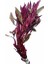 Alternanthera Sessilis Saksı Canlı Bitki 1