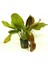 Echinodorus Fancy Twist Saksı Canlı Bitki 1