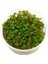 Rotala Macrandra In Vitro Canlı Bitki 1