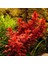 Rotala Macrandra In Vitro Canlı Bitki 2