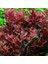 Rotala Macrandra In Vitro Canlı Bitki 3