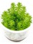 Pogostemon Erectus In Vitro Cup Canlı Bitki 1