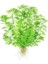 Myriophyllum Mattogrossense Bağ Canlı Bitki 1