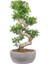 Bonsai Microcarpa S Gövde Etli Yaprak 80-100Cm Ev Ofis Salon Bitkisi 1