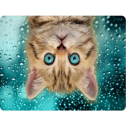 Wuw Yavru Kedi Mouse Pad Fiyatı, Taksit Seçenekleri ile Satın Al
