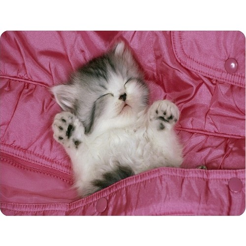 Wuw Uyuyan Güzel Kedi Mouse Pad Fiyatı Taksit Seçenekleri