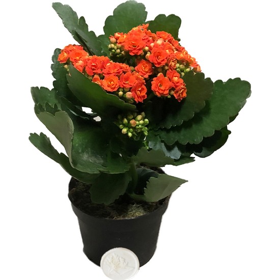 Heryer Bitki Kalanşo Çiçeği Turuncu Büyük Saksı Çiçekleri Iç Fiyatı