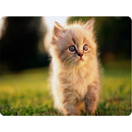 Wuw Yavru Kedi Mouse Pad Fiyatı, Taksit Seçenekleri ile Satın Al
