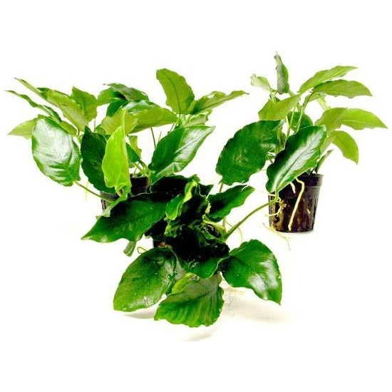Akvaryum Bitkileri Anubias Nana 5-6 Yapraklı Kök Canlı Bitki