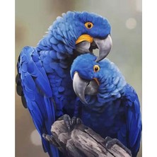 AYB Canvas Papağan Boyama Seti Kasnaklı 90 x 110 cm