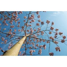 Pavlonya Ağacı Fidanı - Paulownia Tementosa 30-50 cm