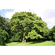 Pavlonya Ağacı Fidanı - Paulownia Tementosa 30-50 cm