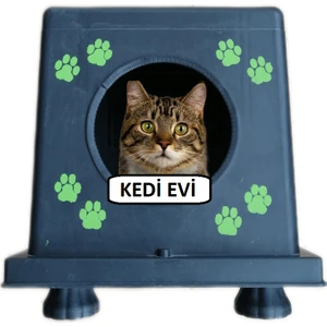 Kedi Evidış Ortam