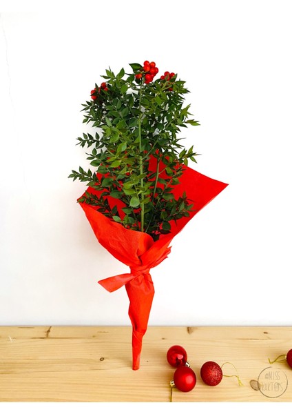 Yılbaşı Çiçeği Kokina Demeti (1 Demet-3lü) - Ev ve Ofis Bitkisi