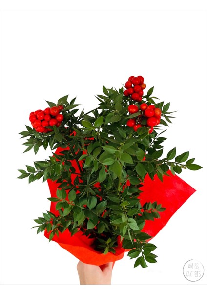 Yılbaşı Çiçeği Kokina Demeti (1 Demet-3lü) - Ev ve Ofis Bitkisi fiyatları