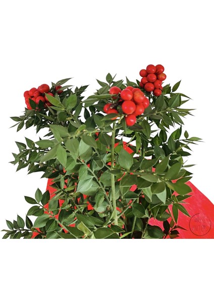 Yılbaşı Çiçeği Kokina Demeti (1 Demet-3lü) - Ev ve Ofis Bitkisi modelleri