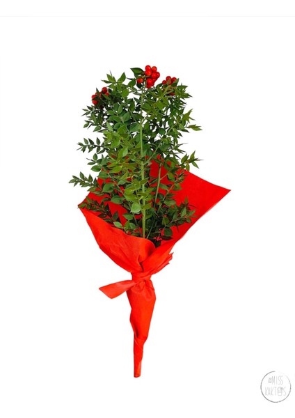 Yılbaşı Çiçeği Kokina Demeti (1 Demet-3lü) - Ev ve Ofis Bitkisi fırsatları