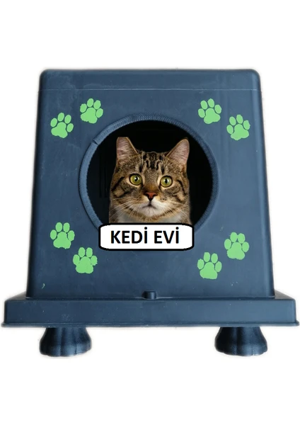 Kedi Evidış Ortam