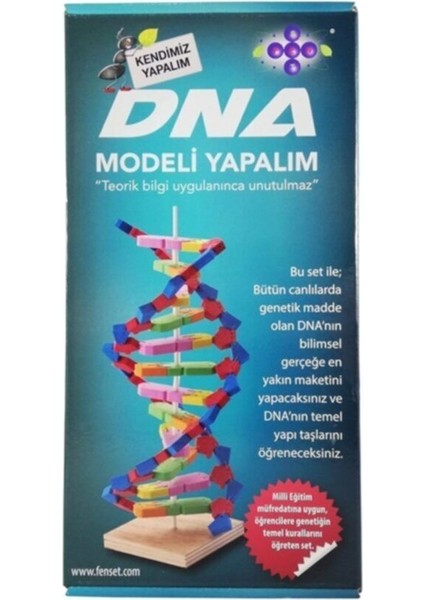 Dna Modeli Yapalım Deney Seti