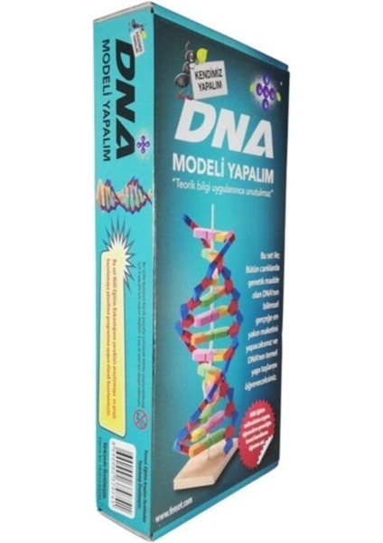 Dna Modeli Yapalım Deney Seti