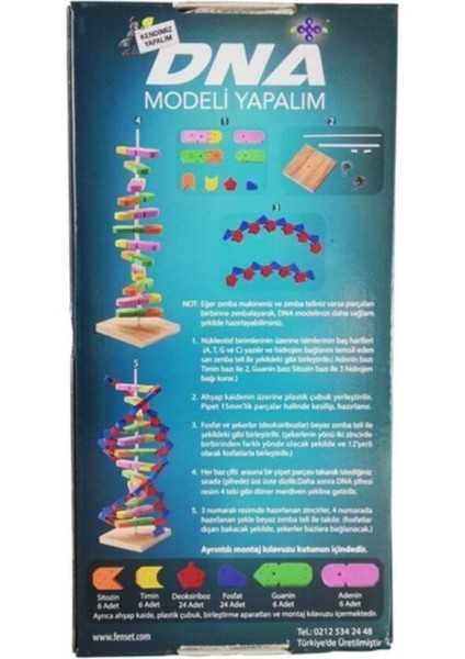 Dna Modeli Yapalım Deney Seti