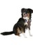 Köpek Gövde Tasması Pulsive Boyun 36-50CM - Göğüs 46-60CM 2