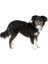 Köpek Gövde Tasması Pulsive Boyun 36-50CM - Göğüs 46-60CM 4
